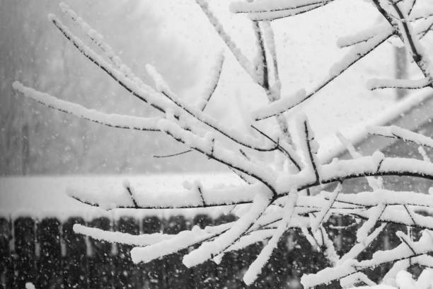 Heavy Snow on Branches stock photo