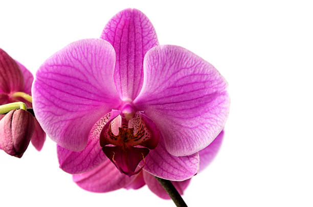 istock Purple orchid on a white background. 938166602