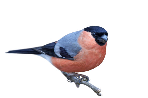 istock Eurasian bullfinch (Pyrrhula pyrrhula) 938166644