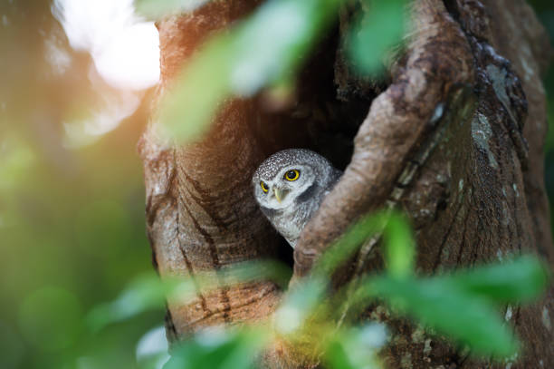 istock Spotted owlet (Athene brama) in hollow tree nest 938166656