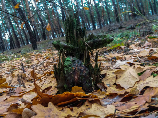stump overgrown with moss in the autumn forest