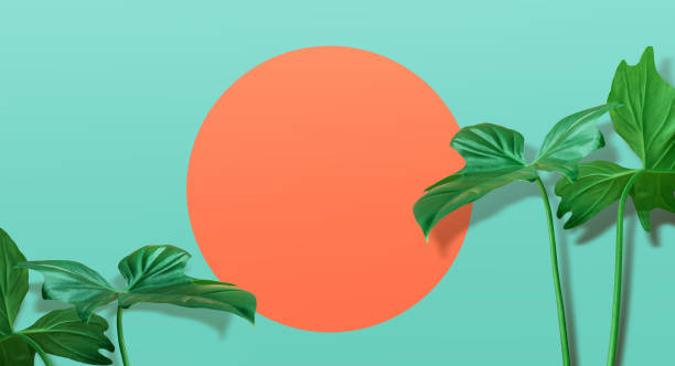 Real tropical leaves on pastel color background.summer concept