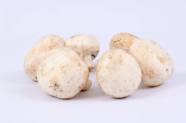 istock Mushroom mushrooms 938167684