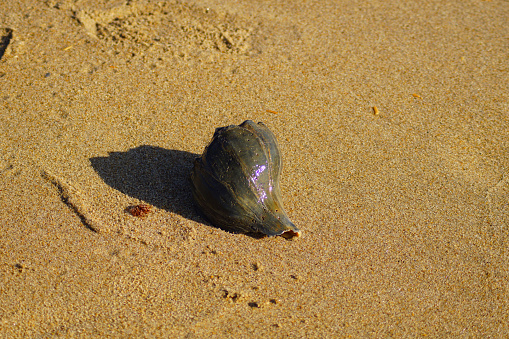 Shell on a rock near sea