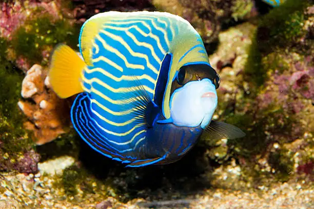 Photo of Emperor Angelfish