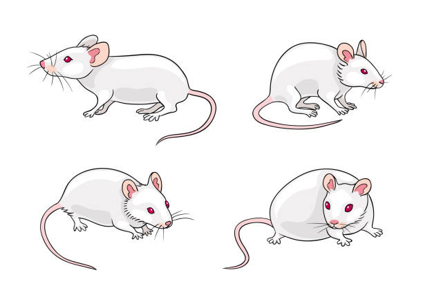 Souris Laboratoire Vectoriels et illustrations libres de droits - iStock