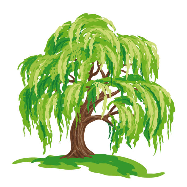 ilustrações de stock, clip art, desenhos animados e ícones de willow tree - vector drawing - front stoop