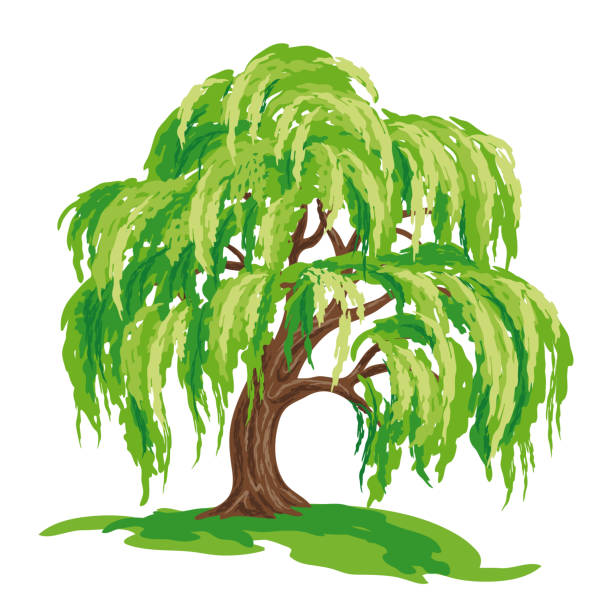 Willow tree - vector drawing vector art illustration
