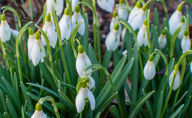 istock Snowdrops in the garden. 938179094