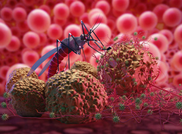 le paludisme, le virus zika - bacille botulique photos et images de collection