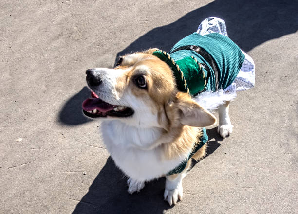 istock Dog Pembroke Welsh Corgi  in a green hat 938182198