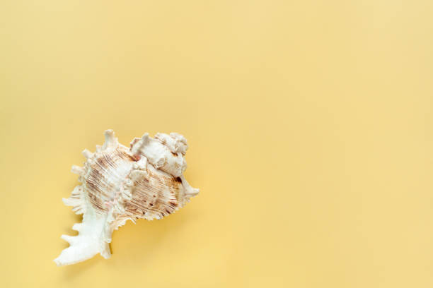 istock Minimalistic pastel yellow background with graceful textured seashell on the left and copy space. 938182442