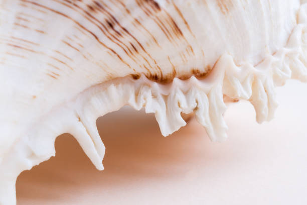 istock Close-up textured wavy edge of the seashell. 938182444