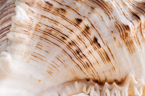 Natural abstract background. Close-up white seashell wavy texture with relief brown strips.