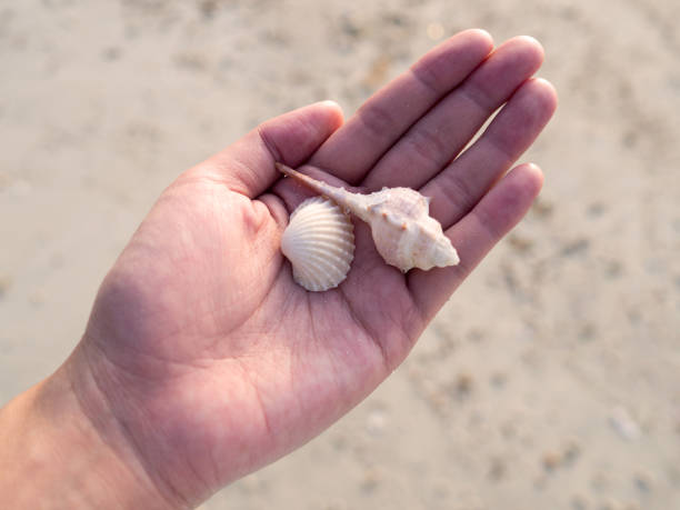 istock ea shells in woman hand over sand beach. Do not take shells back home. It's home of Hermit crab. Natural conserve concept. 938184652