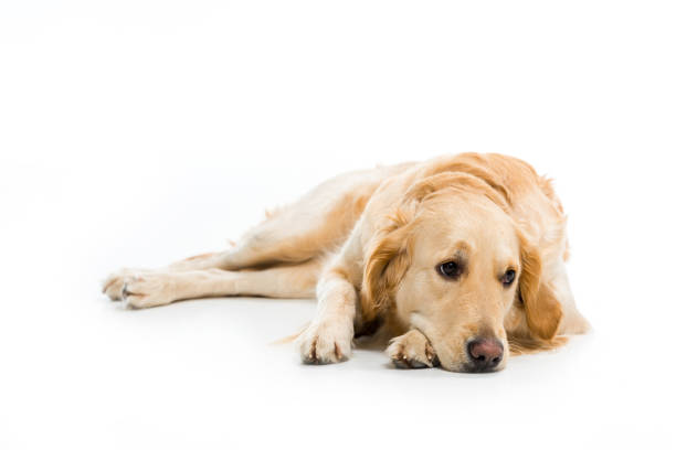istock Studio shot of lying golden retriever isolated on white 938185212