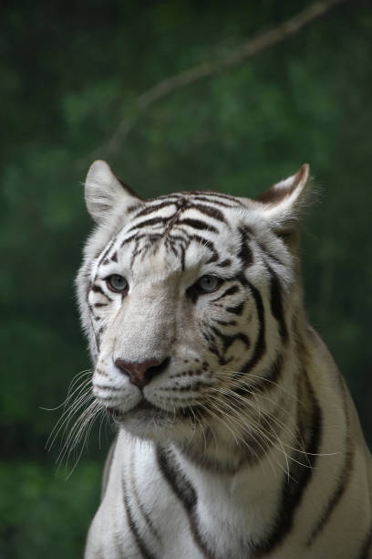 istock Close-Up Of Snow Leopard 938186602