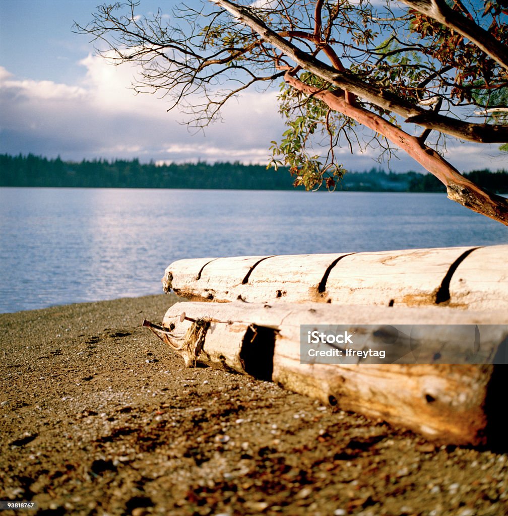 Driftlogs auf Puget Sound, Washington, USA - Lizenzfrei Amerikanischer Erdbeerbaum Stock-Foto