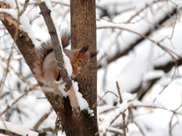 istock Squirrel sits on frozen tree branch in snowy winter forest and eats food 938189064