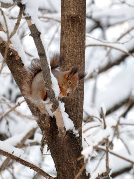istock Squirrel sits on frozen tree branch in snowy winter forest and eats food 938189126