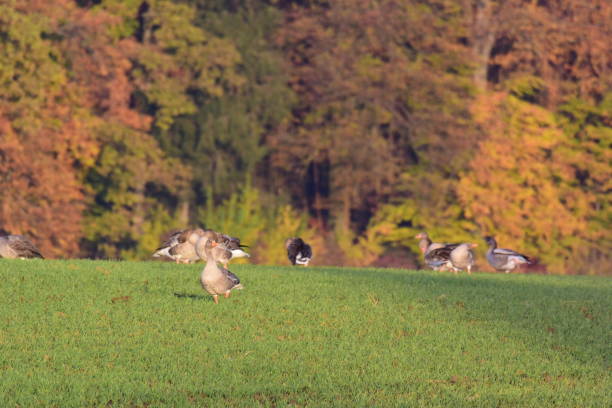 istock Birds Perching On Grassy Field During Autumn 938189210
