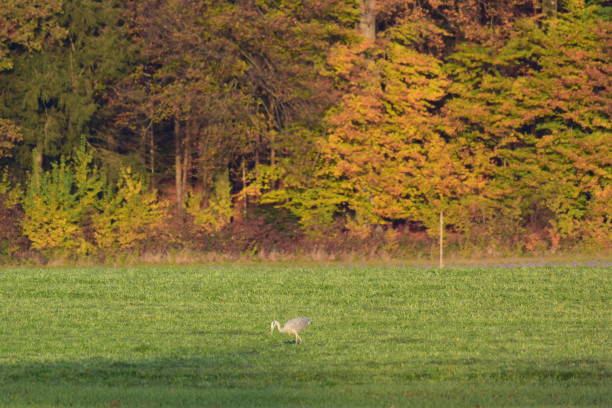 istock Birds Perching On Grassy Field During Autumn 938189268