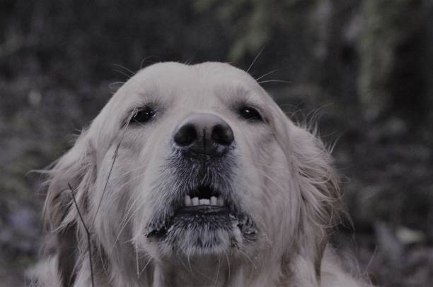 goldie in monochrome