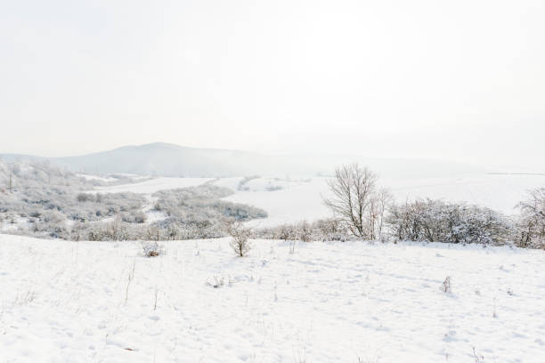Winter wonderland