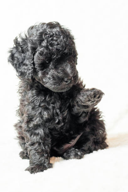 istock black puppy is lying on a white blanket 938198130