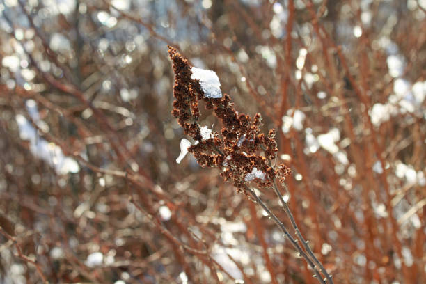 istock A close up of a seed head covered in snow