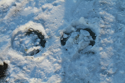 horse prints in the snow