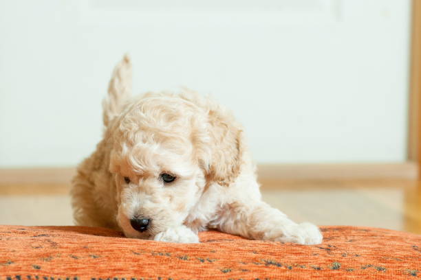 istock beige puppy sitting on an orange pillow 938199128