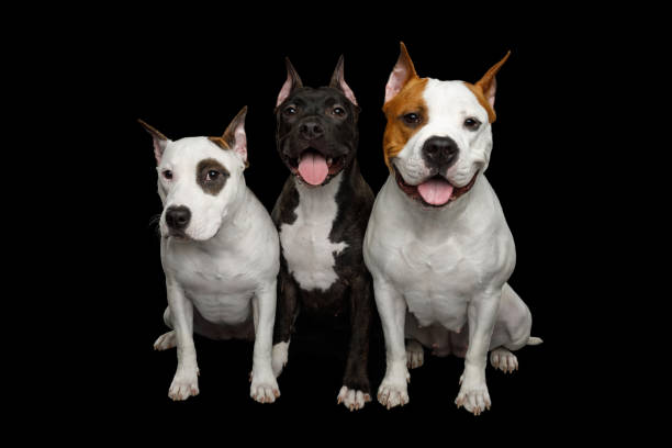 istock Three American Staffordshire Terrier Dogs Isolated on Black Background 938199200