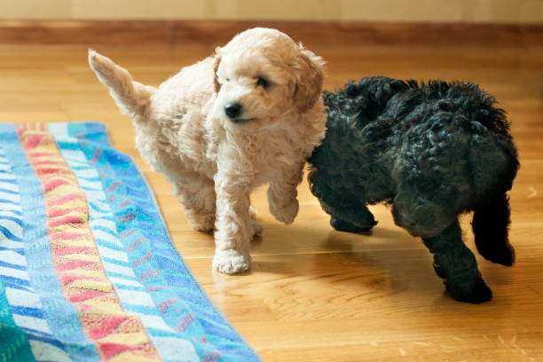 two puppies black and beige playing with each other in the room