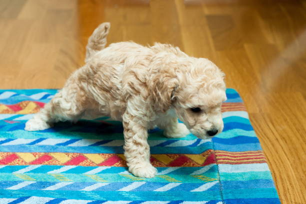 istock the puppy pisses on the litter 938199660