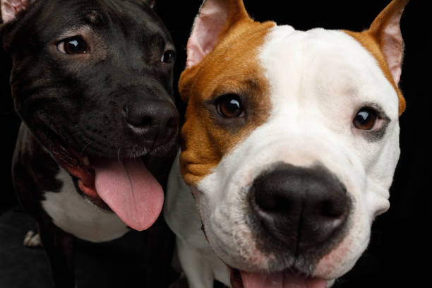 istock Two American Staffordshire Terrier Dogs Isolated on Black Background 938200028