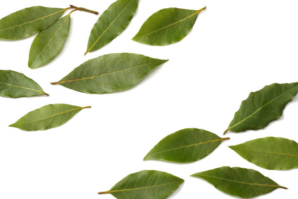 istock Laurel leaves isolated on a white background top view 938204620