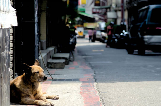 istock Stray Dog in Taiwan 938204870