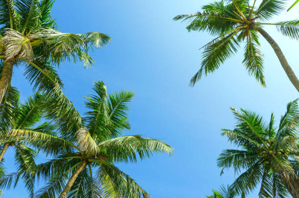 istock Summer clear blue sky with tropical coconut palm trees. Bottom view. 938205072