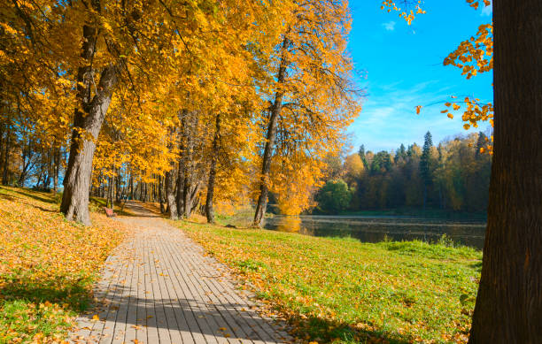 istock Empty road in autumn park.Trees with yellow foliage. 938209460