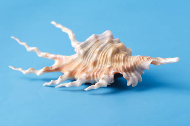 istock Close up view of big sea shell on plain blue background 938209744
