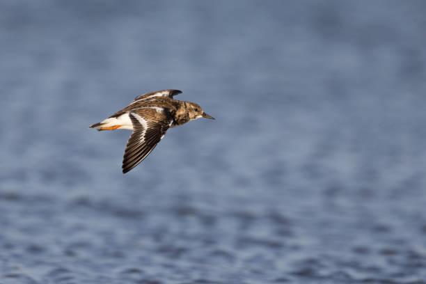 istock ruddy turnstone (Arenaria interpres) flying along the beach. 938209958