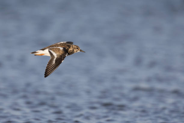 istock ruddy turnstone (Arenaria interpres) flying along the beach. 938210172