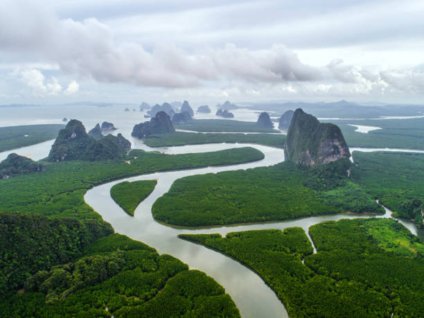 istock top view tree , beautiful background ,aerial view , mangrove forest, Natural grass texture , Blurred 938211150