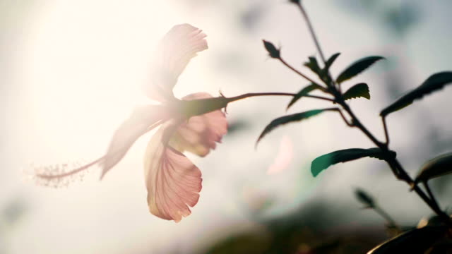 Slo MO Single Flower In Sunlight