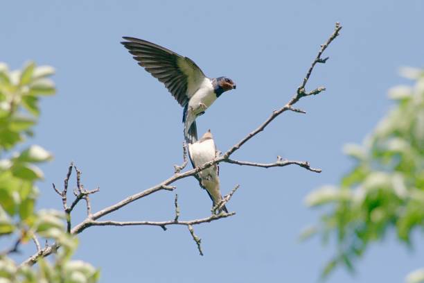 istock Low Angle View Of Birds Against Clear Sky 938214530