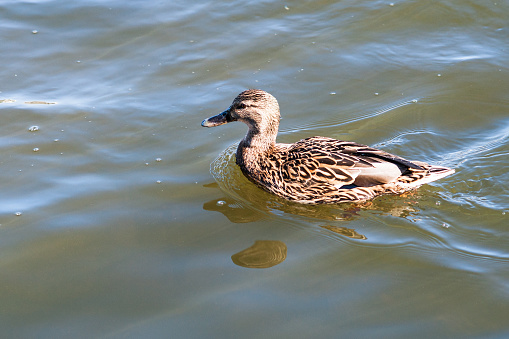 Female mallard duck in a cold water of a river or a lake in early spring