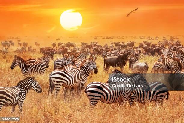 Herd Of Wild Zebras And Wildebeest In The African Savanna Against A Beautiful Orange Sunset The Wild Nature Of Tanzania Artistic Natural Image Stock Photo - Download Image Now