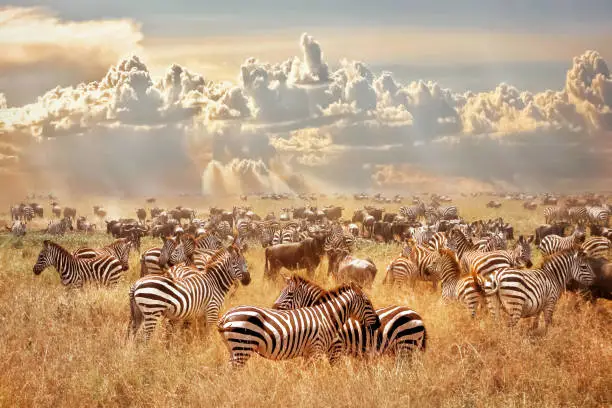 Photo of African wild zebras and wildebeest in the African savanna against a background of cumulus thunderclouds and the setting sun. Wild nature of Tanzania. Artistic natural image.