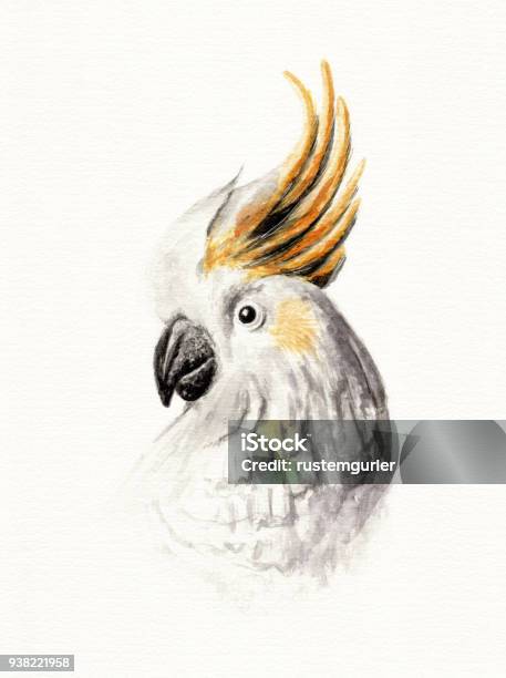 Cacatua Galerita Watercolor Painting Stock Illustration - Download Image Now - Watercolor Painting, Bird, Painting - Art Product